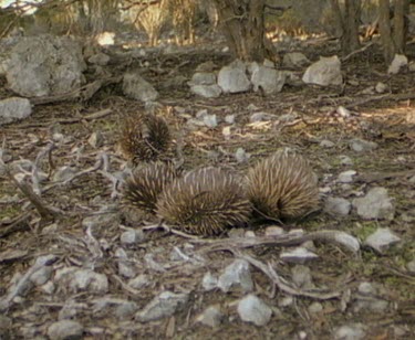 Tagged male echidna walks away from train