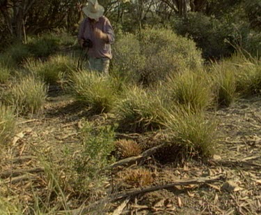 Scientist crawls on ground towards courting echidnas.