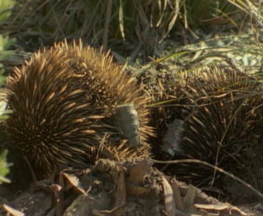Two tagged echidnas in train.
