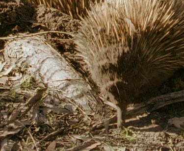 Tagged echidna sniffing ground and walking to left.