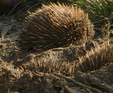 Tagged echidna walks off leaving two echidna's in fg.