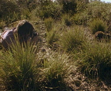 Scientist observing and photographing tagged echidna leaving mating rut.