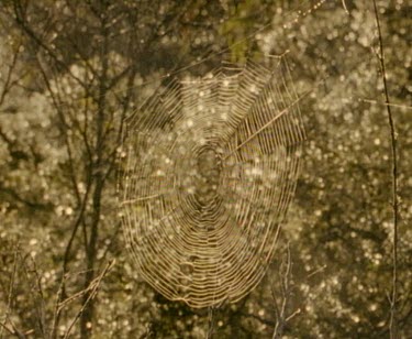 Spider's web, scientist with radio transmission equipment passes by.