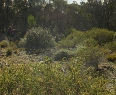 Scientist with radio transmission equipment walks through bush in search of echidnas.