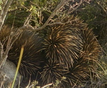 Echidna's mating, one walks off after mating.