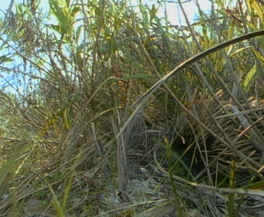 Echidna walks through frame.