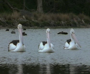 Three pelicans swimming in formation