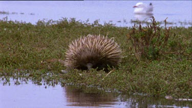 Echidna walking towards water of lagoon.