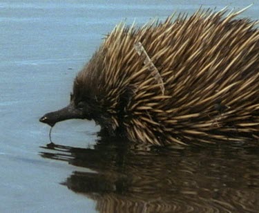 Zoom to ws. Echidna walking in water. Zoom out to reveal pelicans in bg watching.