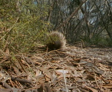 Echidna walking towards camera, foraging in dry leaves.