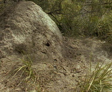 Termite mound.