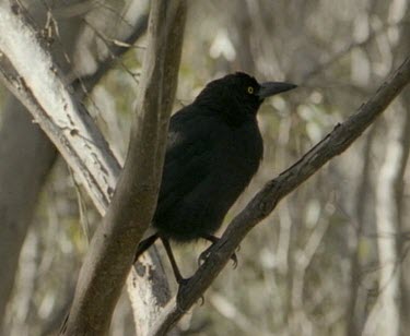 Currawong perched in tree looking around for insects.