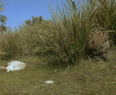 Echidna walks on grass to right of frame, then exits.