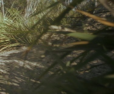 POV of echidna as it walks to termite mound.