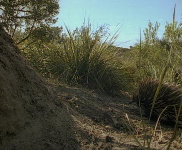 Echidna approaches termite mound.