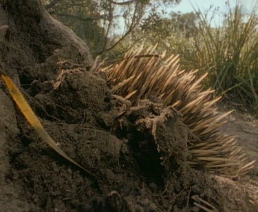 Echidna digging into termite mound