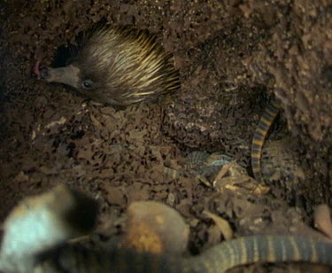 Interior of termite's mound. Echidna's head has pierced wall of mound and the echidna is licking up the termites. Goanna young inside mound watch.