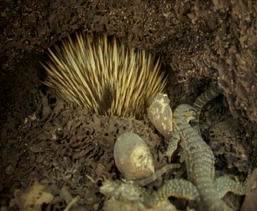 Interior of termite mound. Goanna young gets dangerously close to spines quills of echidna invader.