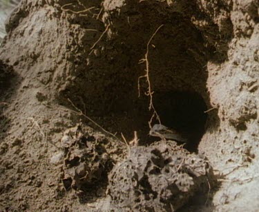 Goanna escapes from termite mound.