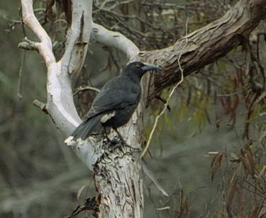 Currawong perched in tree looks down.