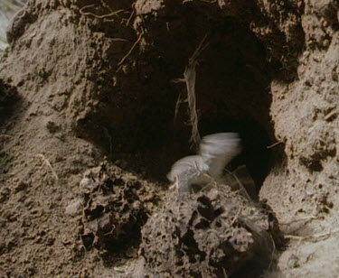 Goanna escapes from termite mound.