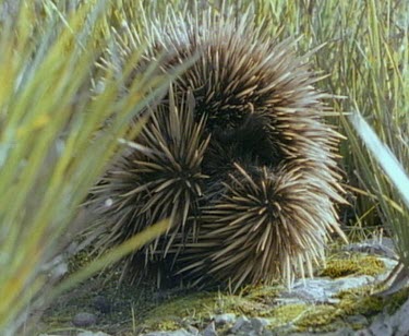 Rolled up echidna. This might be the egg laying position. When the echidna is curled up with their tail close to their body they have easy access to their pouch from their cloaca.