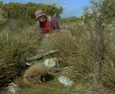 Scientist observes as echidna unfurls from egg laying position and walks off.