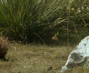 Tagged echidna walks through