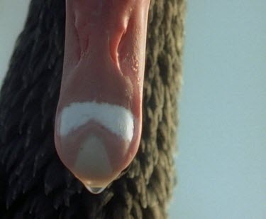 Tilt up head and red beak of black swan.