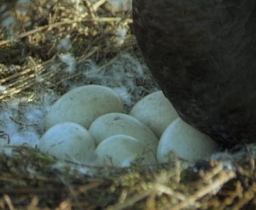 CU eggs on downy feathers. Black swan on nest.