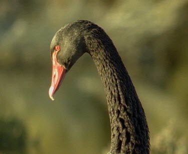Long elegant neck and head of black swan