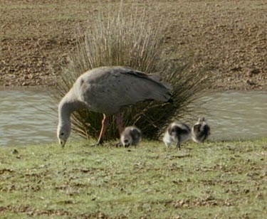 Adult Cape Barren Goose with three young chicks "stripies", foraging on grass next to water