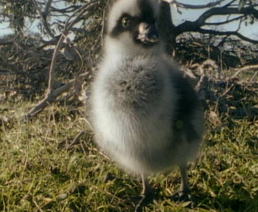 Cape Barren Goose chick looking at camera
