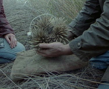 Scientists take echidna and gently lay her on sack on ground. She is curled in a defensive position. They uncurl her to check her pouch for eggs.