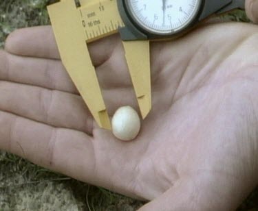 Scientists calibrate measure size of echidna's egg with callipers.