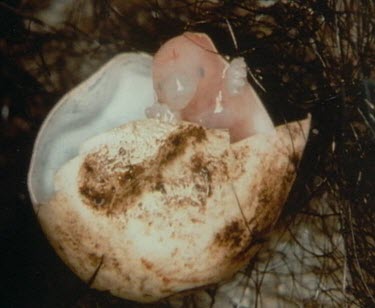 Newborn Two hours old puggle echidna baby, hatching from egg in pouch.