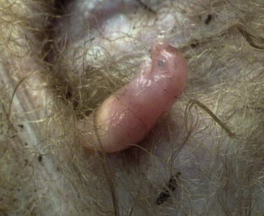 Day old puggle echidna baby in pouch. See milk through translucent skin.