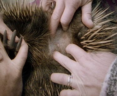 Scientists revealing echidna pouch. They gently close the pouch and curl the echidna up.