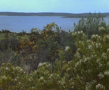 Wind blowing white flowered bushes. Lagoon in bg.