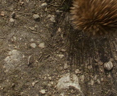 Tagged echidna released.