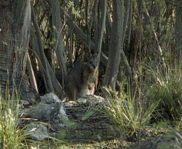 Tammar wallaby foraging in early morning light at edge of forest.