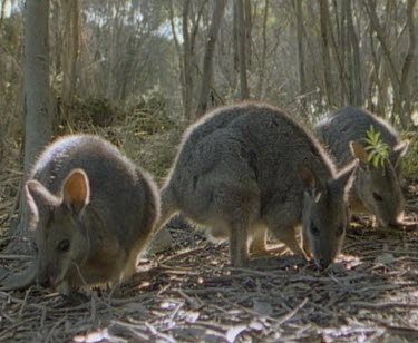 Three Tammar wallabies foraging in early morning light at edge of forest.