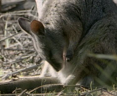 Tammar wallaby grooming self pouch