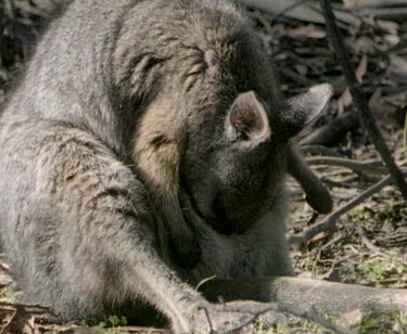 Tammar wallaby grooming self pouch. Mother checking on baby.