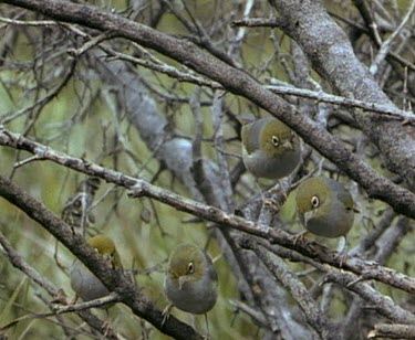 Group of silver eyes in tree