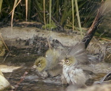 Group of silver eyes bathing in puddle