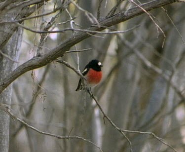 Red breasted robin in tree.