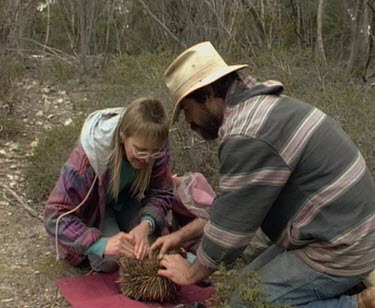Scientists with echidna, uncurl animal to check pouch.