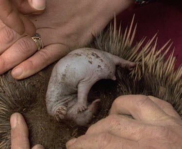 Eight week old puggle echidna baby is too big to fit into pouch so hangs on to mother's underneath.