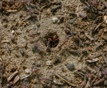 Meat Ants , entrance to underground nest.